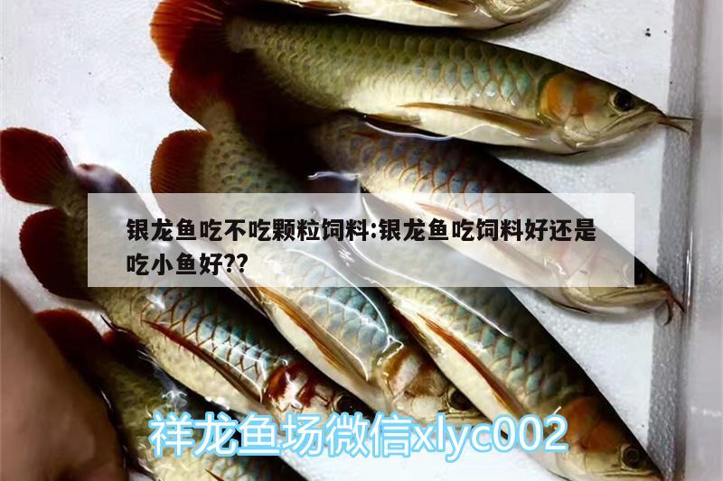 银龙鱼吃不吃颗粒饲料:银龙鱼吃饲料好还是吃小鱼好??