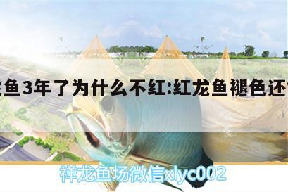 红龙鱼3年了为什么不红:红龙鱼褪色还能红吗 成吉思汗鲨（球鲨）鱼