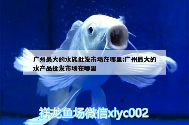 广州最大的水族批发市场在哪里:广州最大的水产品批发市场在哪里