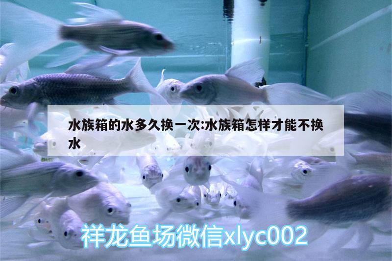 水族箱的水多久换一次:水族箱怎样才能不换水