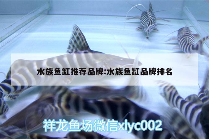 水族鱼缸推荐品牌:水族鱼缸品牌排名 狗仔招财猫鱼