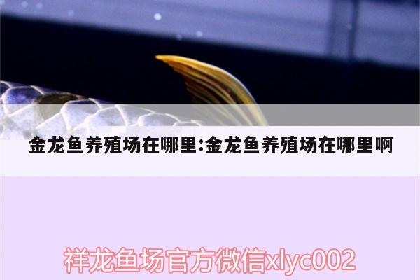 金龙鱼养殖场在哪里:金龙鱼养殖场在哪里啊 其它水族用具设备