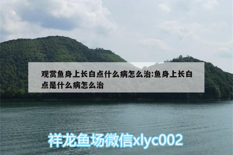 观赏鱼身上长白点什么病怎么治:鱼身上长白点是什么病怎么治 短身红龙鱼