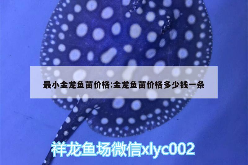 最小金龙鱼苗价格:金龙鱼苗价格多少钱一条 蓝底过背金龙鱼