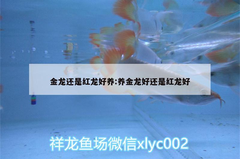 金龙还是红龙好养:养金龙好还是红龙好 水族世界