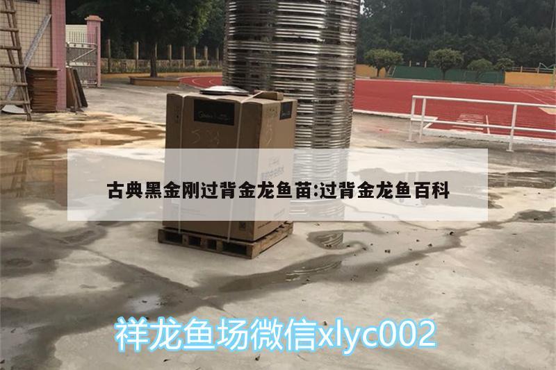 古典黑金刚过背金龙鱼苗:过背金龙鱼百科 过背金龙鱼