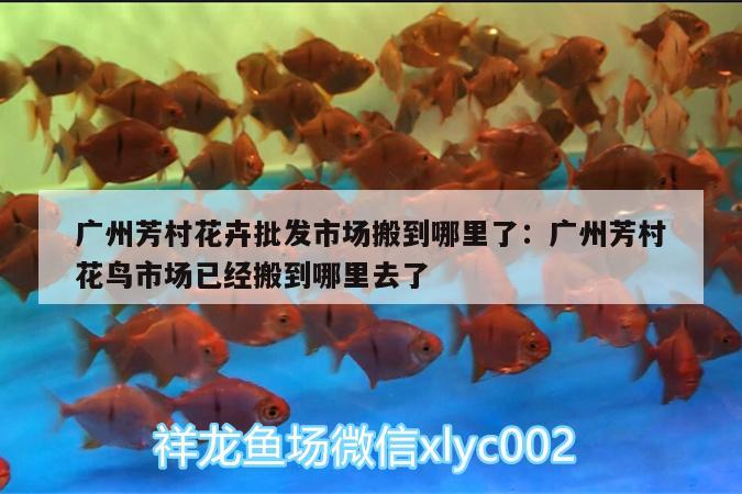 广州芳村花卉批发市场搬到哪里了:广州芳村花鸟市场已经搬到哪里去了