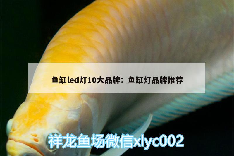 鱼缸led灯10大品牌:鱼缸灯品牌推荐 黑桃A鱼苗