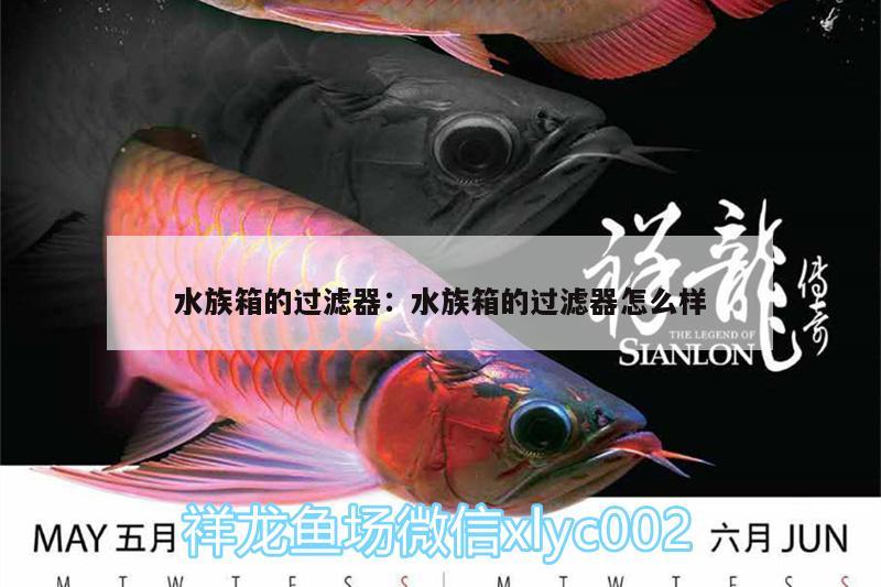 水族箱的过滤器:水族箱的过滤器怎么样