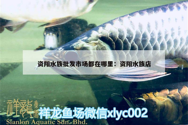 资阳水族批发市场都在哪里:资阳水族店 观赏鱼水族批发市场