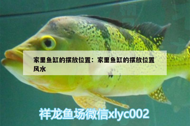 家里鱼缸的摆放位置:家里鱼缸的摆放位置风水 鱼缸风水