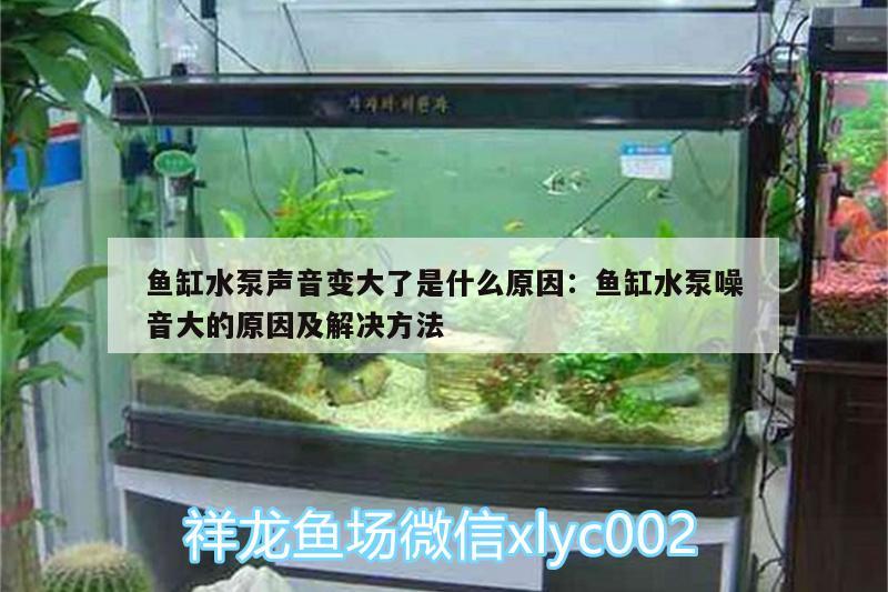 鱼缸水泵声音变大了是什么原因:鱼缸水泵噪音大的原因及解决方法