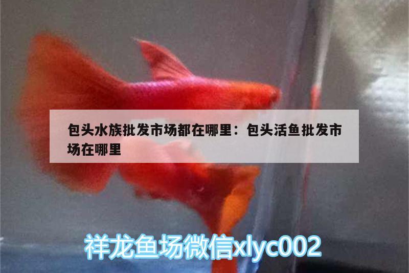 包头水族批发市场都在哪里:包头活鱼批发市场在哪里 观赏鱼水族批发市场