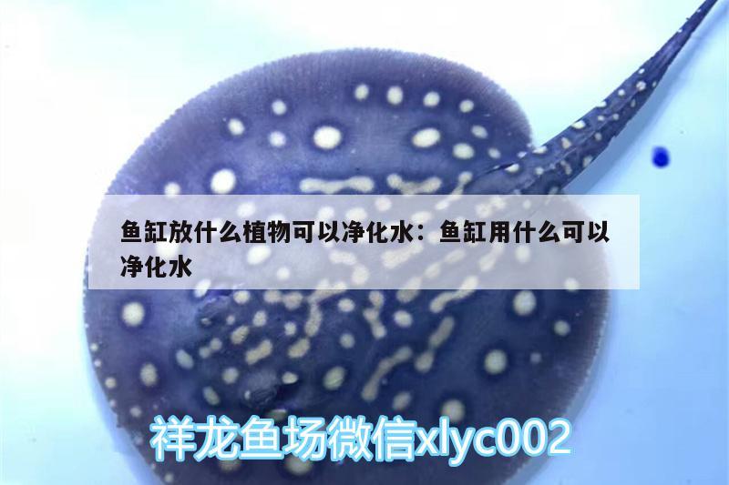 鱼缸放什么植物可以净化水:鱼缸用什么可以净化水 泰国雪鲫鱼