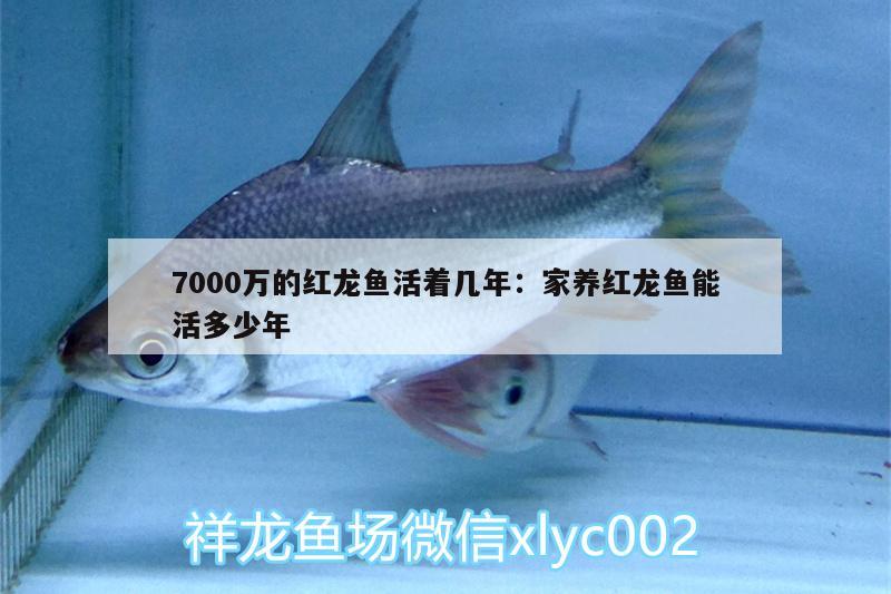 7000万的红龙鱼活着几年:家养红龙鱼能活多少年