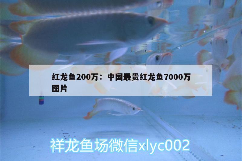 红龙鱼200万:中国最贵红龙鱼7000万图片