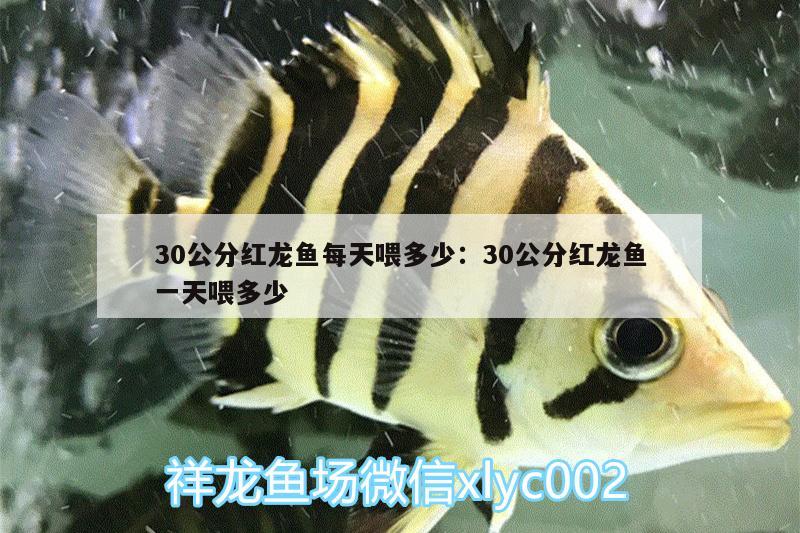 30公分红龙鱼每天喂多少:30公分红龙鱼一天喂多少