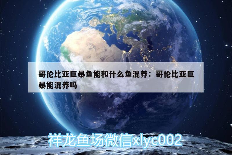 哥伦比亚巨暴鱼能和什么鱼混养:哥伦比亚巨暴能混养吗