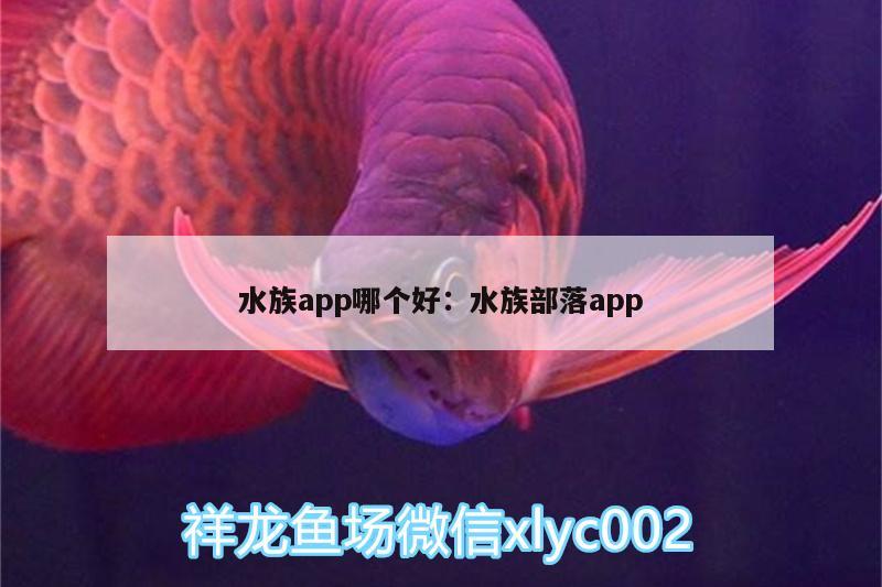 水族app哪个好:水族部落app 银古鱼苗