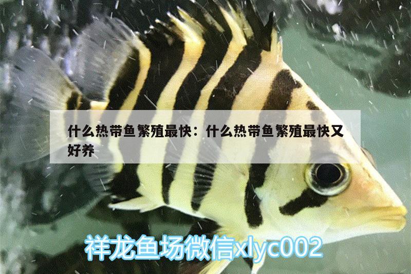 什么热带鱼繁殖最快:什么热带鱼繁殖最快又好养 黄鳍鲳鱼