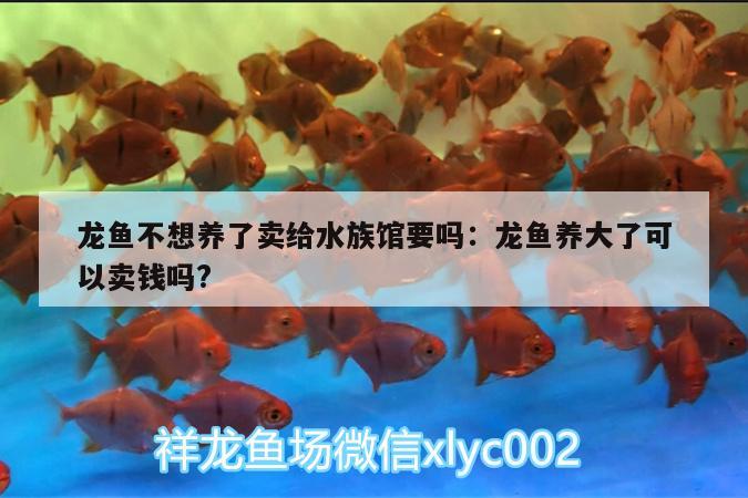 龙鱼不想养了卖给水族馆要吗:龙鱼养大了可以卖钱吗?