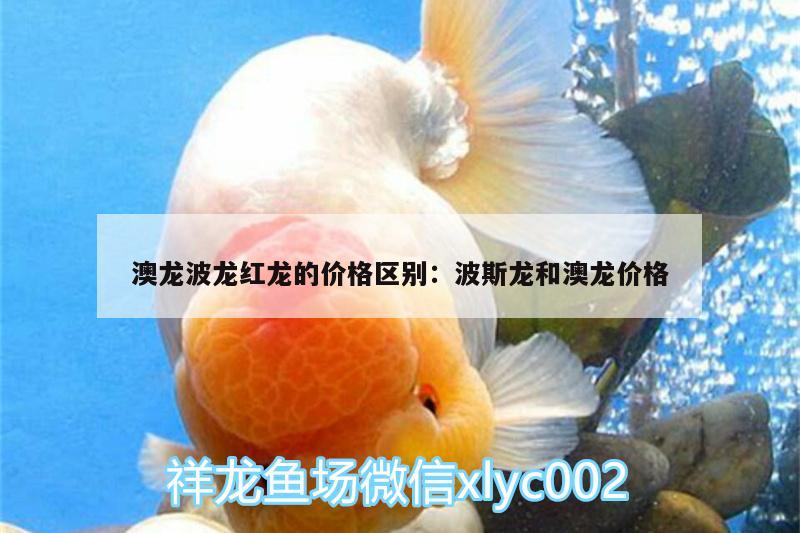 澳龙波龙红龙的价格区别:波斯龙和澳龙价格 鱼缸/水族箱