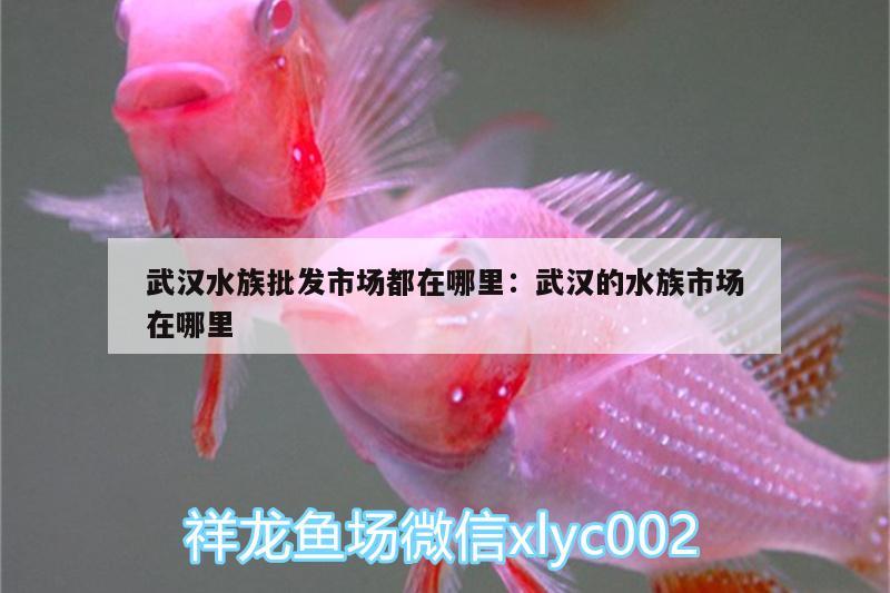 武汉水族批发市场都在哪里:武汉的水族市场在哪里 观赏鱼水族批发市场