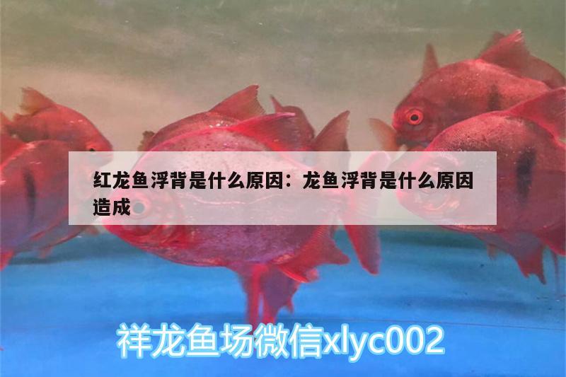 红龙鱼浮背是什么原因:龙鱼浮背是什么原因造成 七纹巨鲤鱼