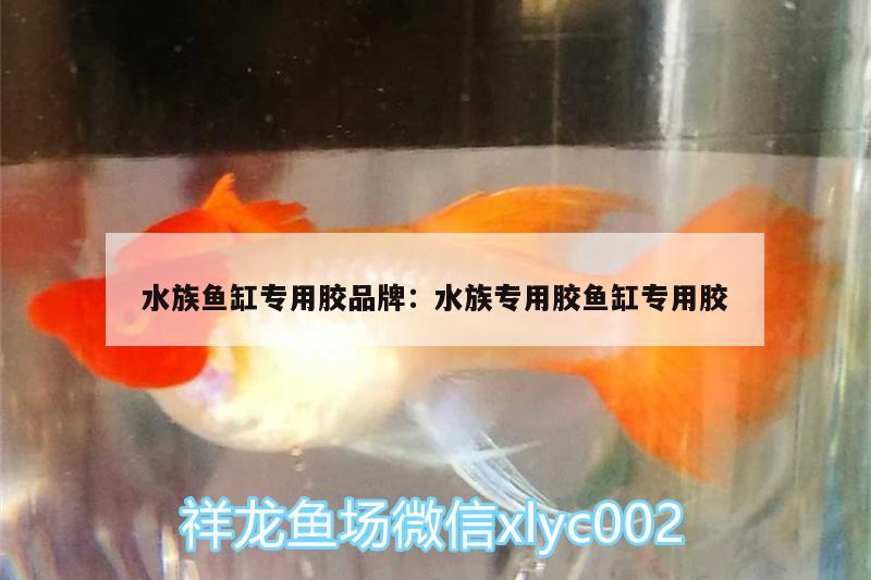 水族鱼缸专用胶品牌:水族专用胶鱼缸专用胶 银龙鱼