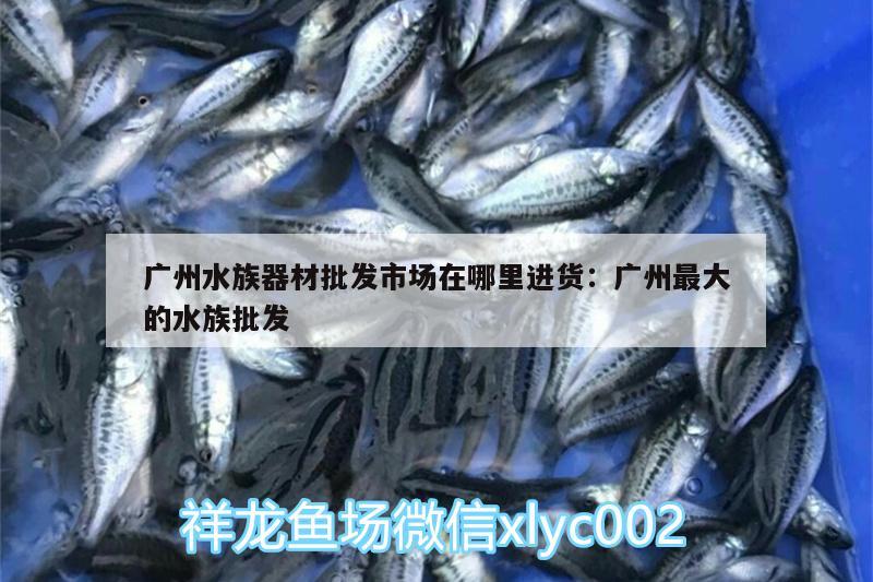 广州水族器材批发市场在哪里进货:广州最大的水族批发