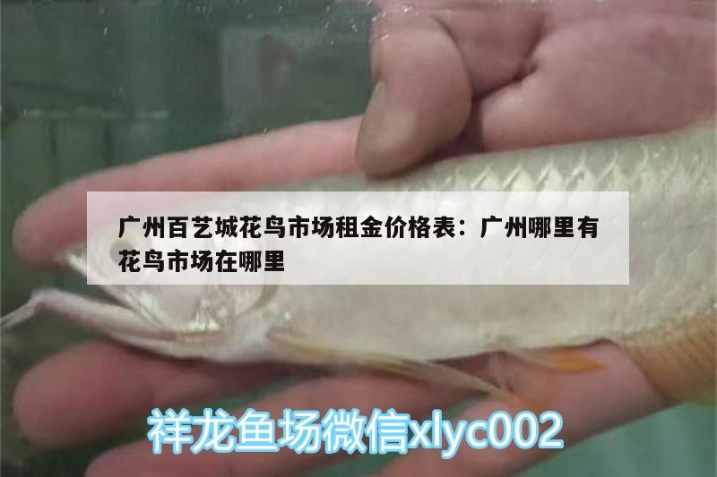广州百艺城花鸟市场租金价格表:广州哪里有花鸟市场在哪里 广州观赏鱼批发市场