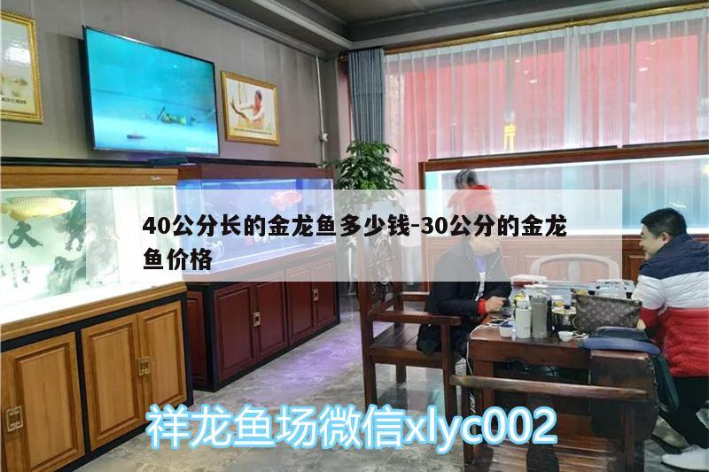 40公分长的金龙鱼多少钱:30公分的金龙鱼价格