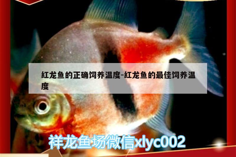 红龙鱼的正确饲养温度:红龙鱼的最佳饲养温度