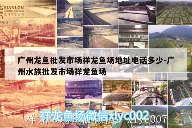 广州龙鱼批发市场祥龙鱼场地址电话多少:广州水族批发市场祥龙鱼场