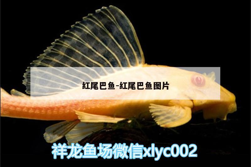 红尾巴鱼:红尾巴鱼图片 观赏鱼水族批发市场