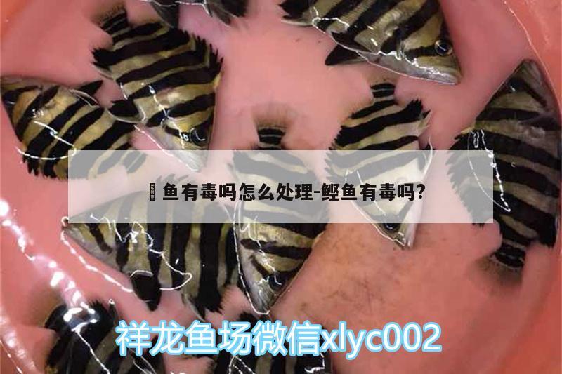 魟鱼有毒吗怎么处理:鲣鱼有毒吗?