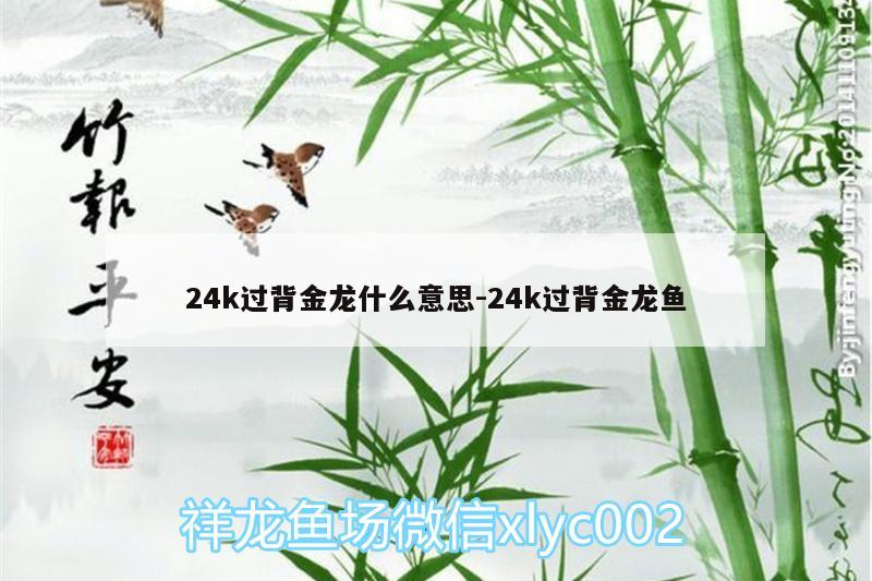 24k过背金龙什么意思:24k过背金龙鱼