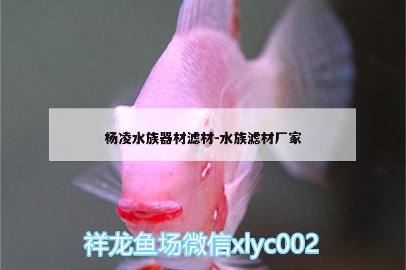 杨凌水族器材滤材:水族滤材厂家