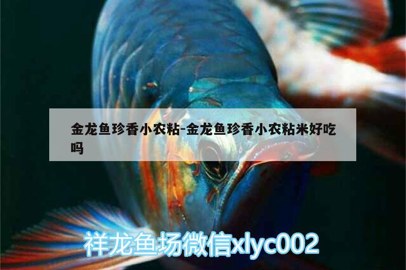 金龙鱼珍香小农粘:金龙鱼珍香小农粘米好吃吗 恐龙王鱼