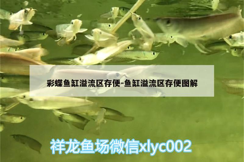 彩蝶鱼缸溢流区存便:鱼缸溢流区存便图解 温控设备