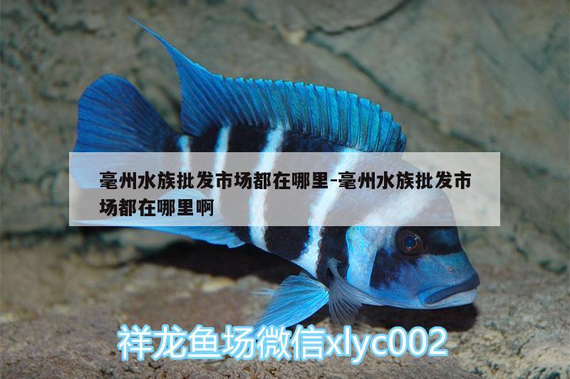 毫州水族批发市场都在哪里:毫州水族批发市场都在哪里啊 观赏鱼水族批发市场