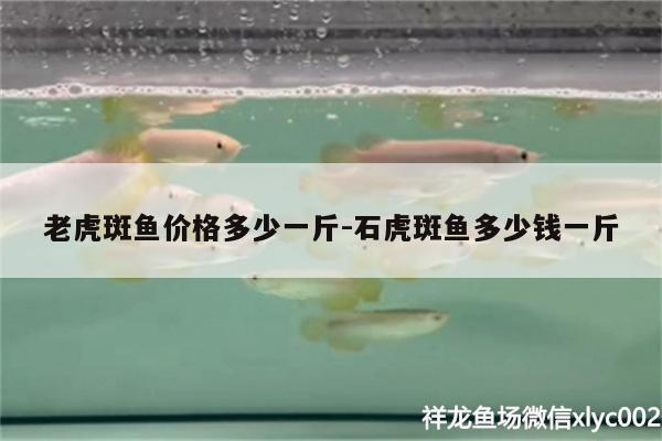 老虎斑鱼价格多少一斤:石虎斑鱼多少钱一斤 黄鳍鲳鱼