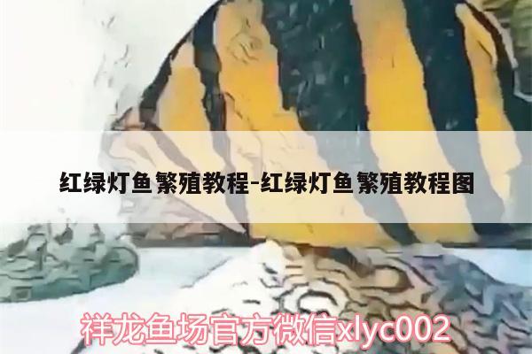 红绿灯鱼繁殖教程:红绿灯鱼繁殖教程图