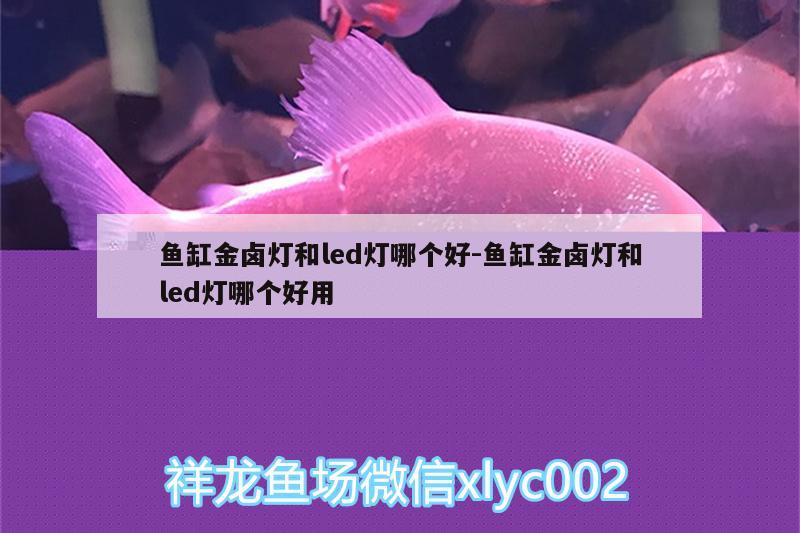 鱼缸金卤灯和led灯哪个好:鱼缸金卤灯和led灯哪个好用