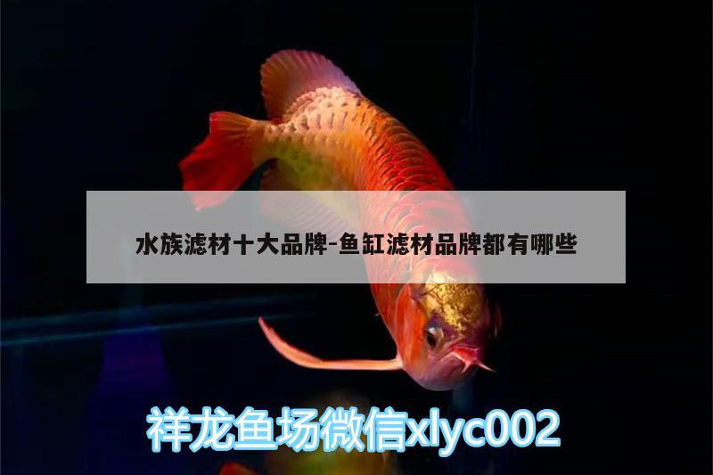 水族滤材十大品牌:鱼缸滤材品牌都有哪些 黄金猫鱼