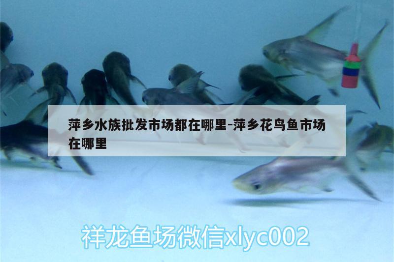 萍乡水族批发市场都在哪里:萍乡花鸟鱼市场在哪里 观赏鱼水族批发市场