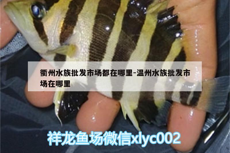 衢州水族批发市场都在哪里:温州水族批发市场在哪里 观赏鱼水族批发市场