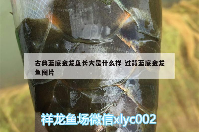 古典蓝底金龙鱼长大是什么样:过背蓝底金龙鱼图片