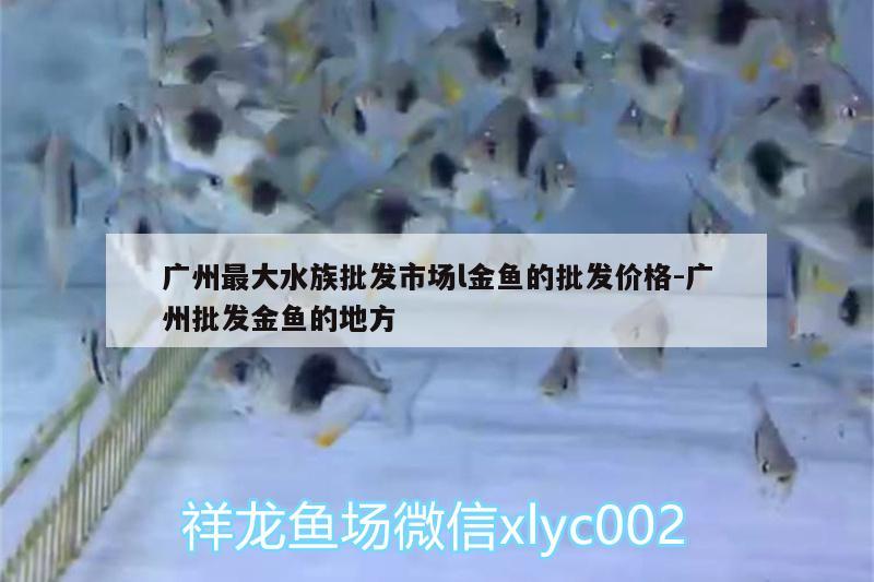 广州最大水族批发市场l金鱼的批发价格:广州批发金鱼的地方