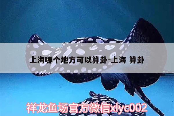 上海哪个地方可以算卦:上海算卦 广州观赏鱼批发市场